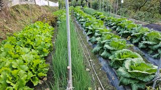 늘푸른농장님의 자유주제 · 자유게시판 작성글 사진