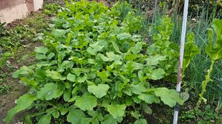 늘푸른농장님의 자유주제 · 자유게시판 작성글 사진