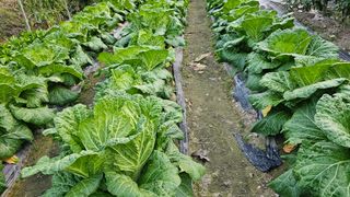 늘푸른농장님의 자유주제 · 자유게시판 작성글 사진