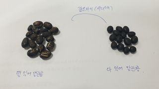 동읍초보임화영님의 농사를 망친 작은 실수들·참여글 작성글 사진