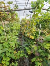 팜모닝 포도·영농일지 게시글 이미지