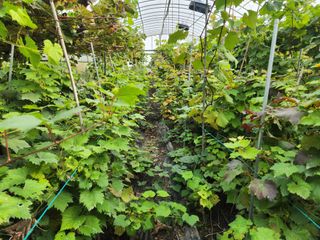 오대원님의 포도 · 영농일지 작성글 사진