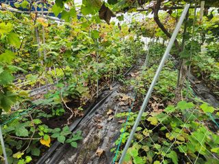 오대원님의 포도 · 영농일지 작성글 사진