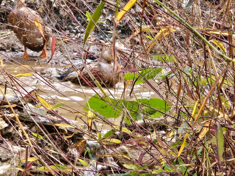 장터 상품 [청둥오리알] 썸네일