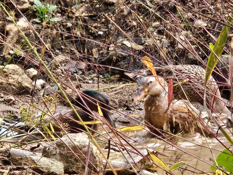 시금치15102님의 장터 판매 상품 [청둥오리알] 첨부 사진