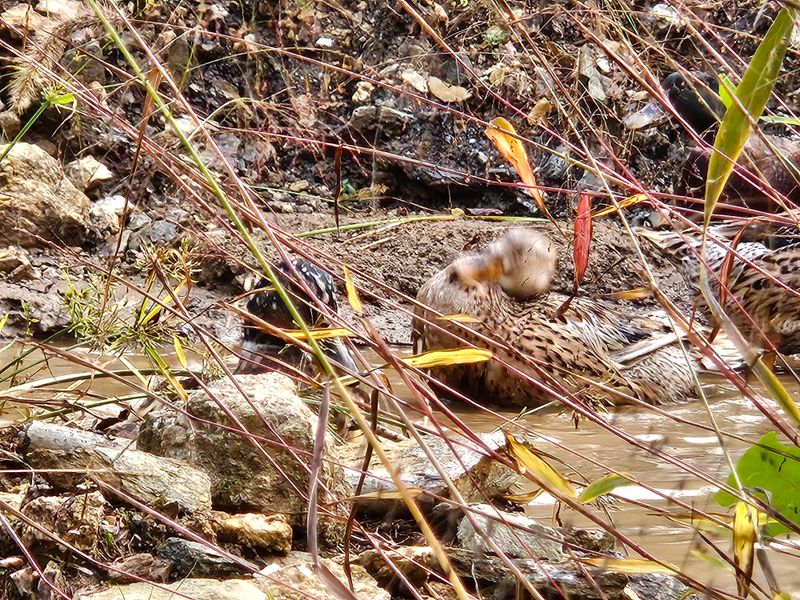 시금치15102님의 장터 판매 상품 [청둥오리알] 첨부 사진