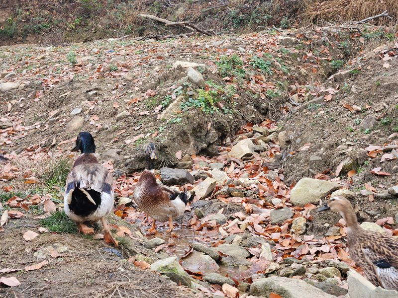 시금치15102님의 장터 판매 상품 [청둥오리알] 첨부 사진