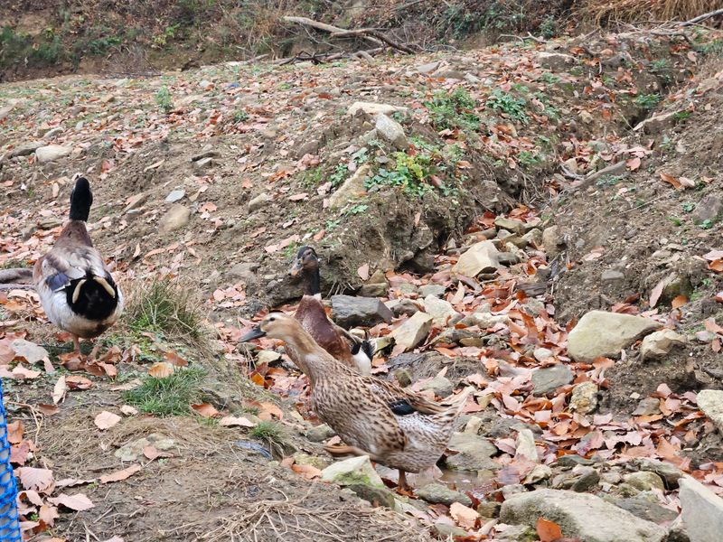 시금치15102님의 장터 판매 상품 [청둥오리알] 첨부 사진