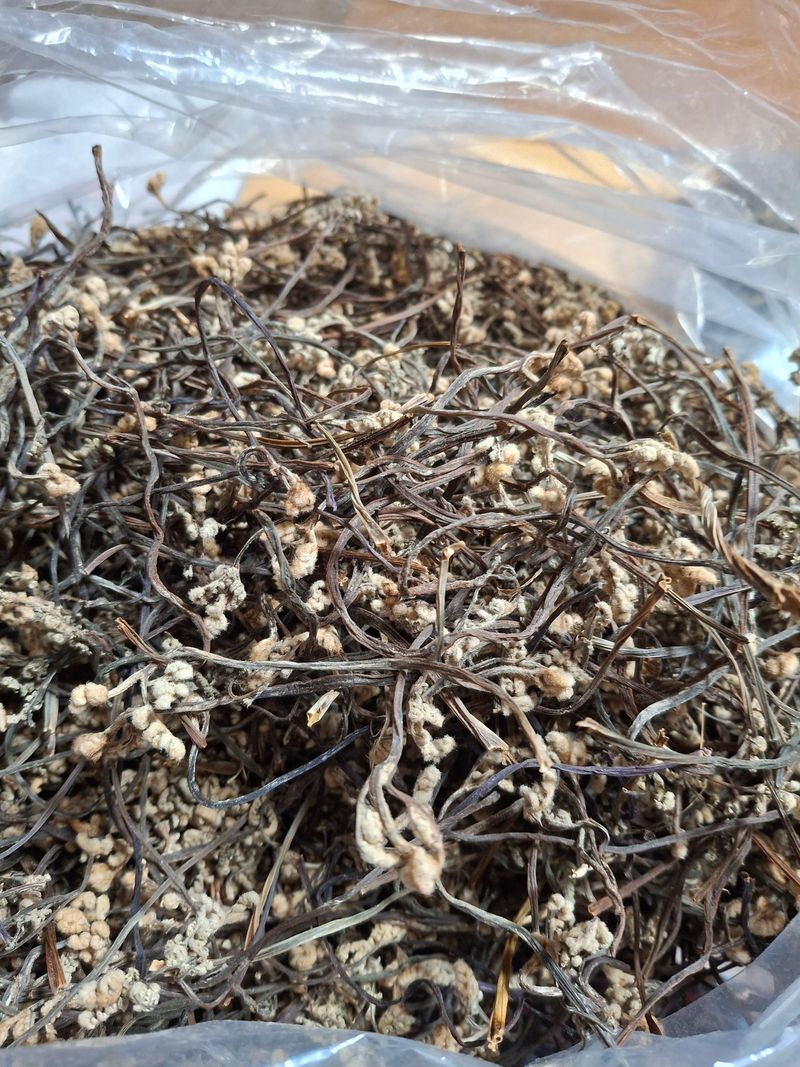 낙엽교목류21992님의 장터 판매 상품 [고사리100g] 첨부 사진