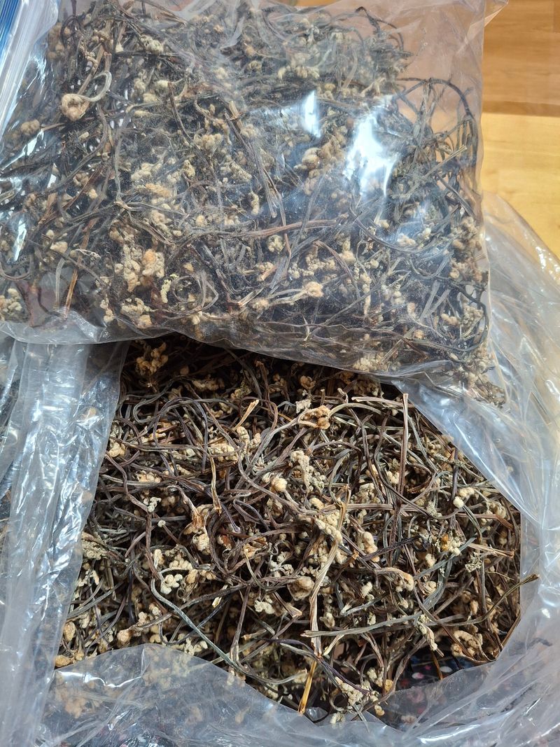 낙엽교목류21992님의 장터 판매 상품 [고사리100g] 첨부 사진