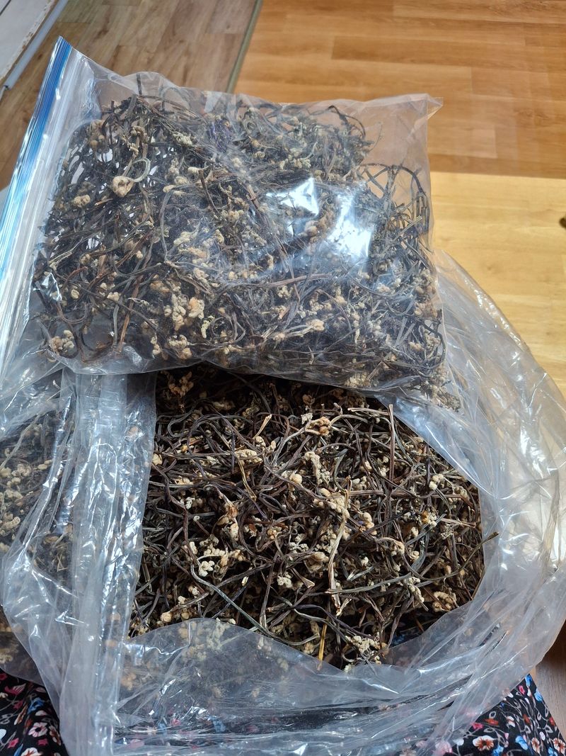 낙엽교목류21992님의 장터 판매 상품 [고사리100g] 첨부 사진