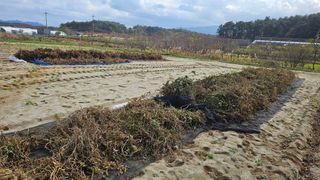 김남근님의 콩 · 영농일지 작성글 사진