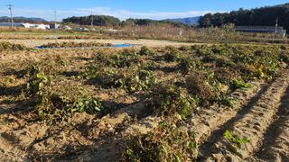 김남근님의 콩 · 영농일지 작성글 사진