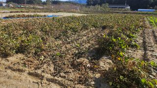 김남근님의 콩 · 영농일지 작성글 사진