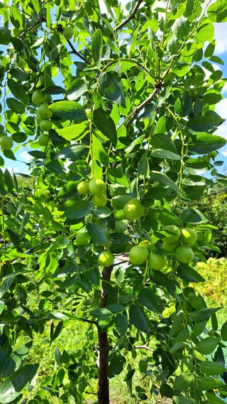 주윤발이님의 농사를 망친 작은 실수들 · 참여글 작성글 사진
