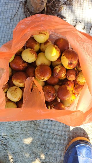 주윤발이님의 농사를 망친 작은 실수들 · 참여글 작성글 사진