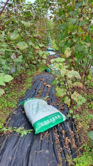 주윤발이님의 감 · 영농일지 작성글 사진