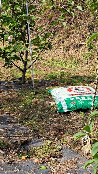 주윤발이님의 감 · 영농일지 작성글 사진