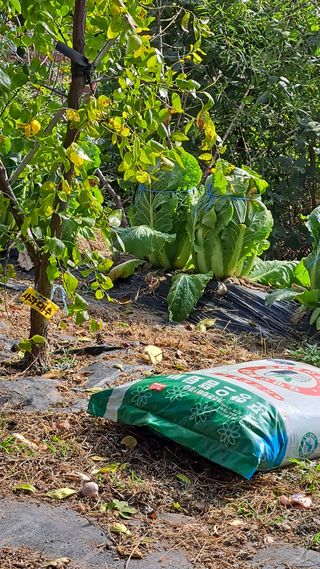 주윤발이님의 감 · 영농일지 작성글 사진