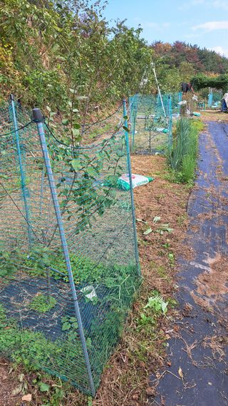 주윤발이님의 감 · 영농일지 작성글 사진