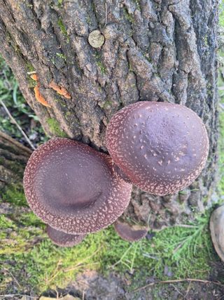 조재덕님의 자유주제 · 자유게시판 작성글 사진