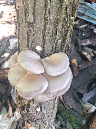 조재덕님의 자유주제 · 자유게시판 작성글 사진