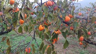 산골촌부님의 자유주제 · 자유게시판 작성글 사진