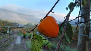 산골촌부님의 자유주제 · 자유게시판 작성글 사진