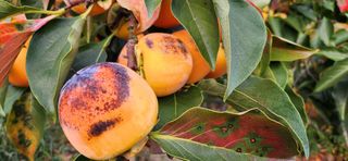 임원식님의 자유주제 · 자유게시판 작성글 사진