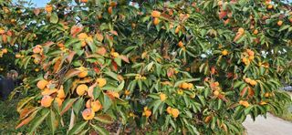 임원식님의 자유주제 · 자유게시판 작성글 사진