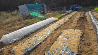 참아름님의 마늘 · 영농일지 작성글 사진