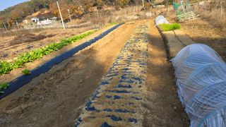 참아름님의 마늘 · 영농일지 작성글 사진