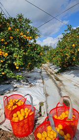 팜모닝 귤·영농일지 게시글 이미지