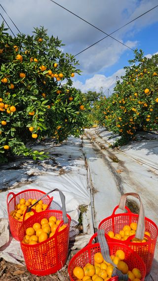 고강농원 강영자님의 귤 · 영농일지 작성글 사진