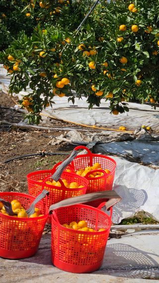 고강농원 강영자님의 귤 · 영농일지 작성글 사진