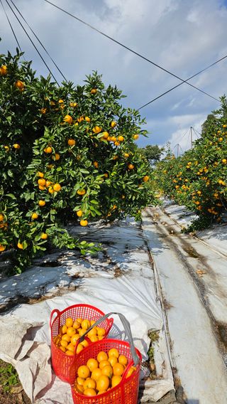 고강농원 강영자님의 귤 · 영농일지 작성글 사진