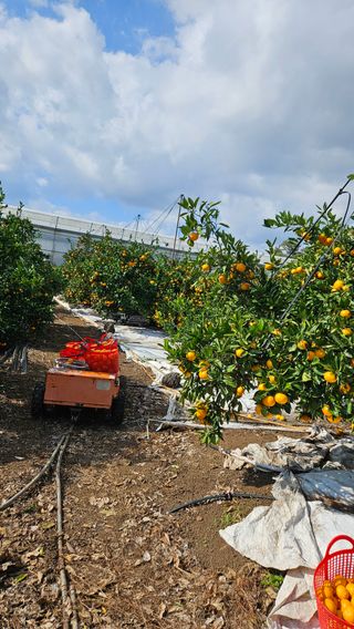 고강농원 강영자님의 귤 · 영농일지 작성글 사진
