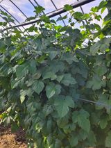 팜모닝 딸기·영농일지 게시글 이미지