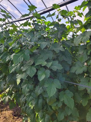 하이본(정종옥)님의 딸기 · 영농일지 작성글 사진