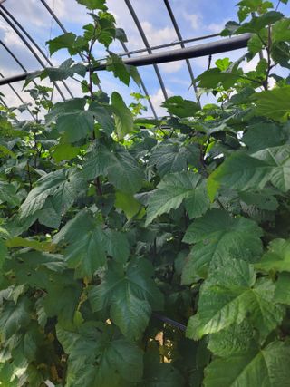 하이본(정종옥)님의 딸기 · 영농일지 작성글 사진