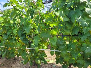 하이본(정종옥)님의 딸기 · 영농일지 작성글 사진