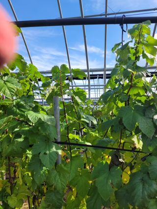 하이본(정종옥)님의 딸기 · 영농일지 작성글 사진