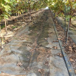 남은현님의 포도 · 영농일지 작성글 사진