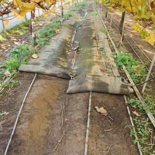 남은현님의 포도 · 영농일지 작성글 사진