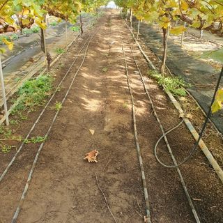 남은현님의 포도 · 영농일지 작성글 사진