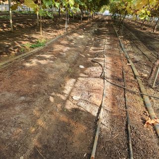 남은현님의 포도 · 영농일지 작성글 사진