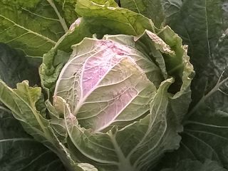 김낙교님의 농사, 무엇이든 물어보세요! · 참여글 작성글 사진