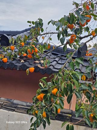 윤권진님의 감 · 영농일지 작성글 사진