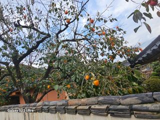 윤권진님의 감 · 영농일지 작성글 사진