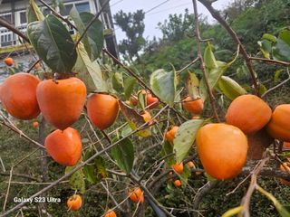 윤권진님의 감 · 영농일지 작성글 사진